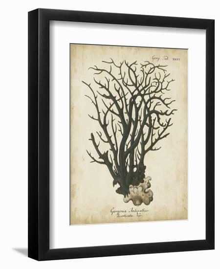 Esper Antique Coral I-Johann Esper-Framed Art Print