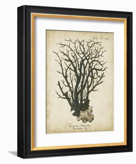 Esper Antique Coral I-Johann Esper-Framed Art Print