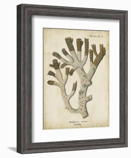 Esper Antique Coral II-Johann Esper-Framed Art Print