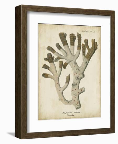 Esper Antique Coral II-Johann Esper-Framed Art Print