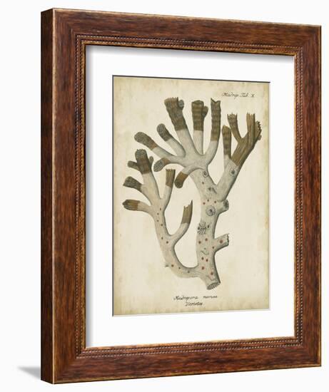 Esper Antique Coral II-Johann Esper-Framed Art Print