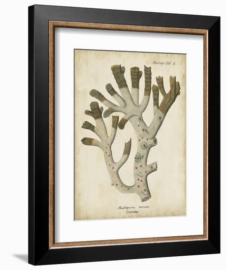 Esper Antique Coral II-Johann Esper-Framed Art Print