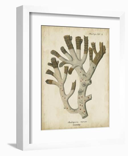 Esper Antique Coral II-Johann Esper-Framed Art Print