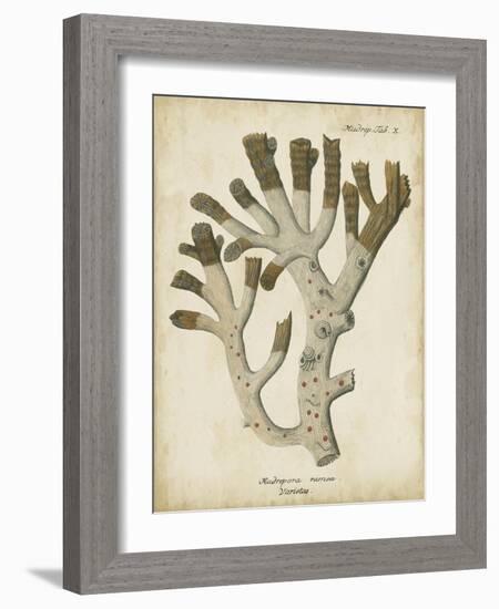 Esper Antique Coral II-Johann Esper-Framed Art Print