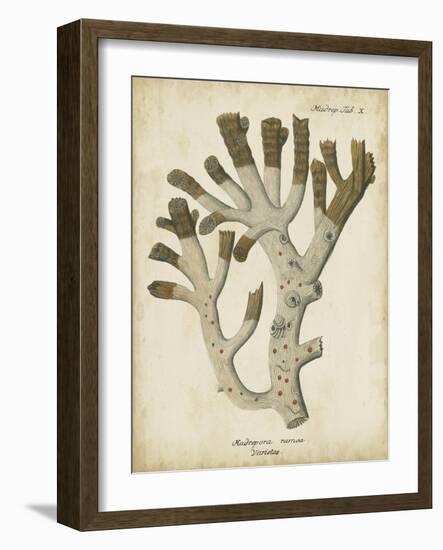 Esper Antique Coral II-Johann Esper-Framed Art Print
