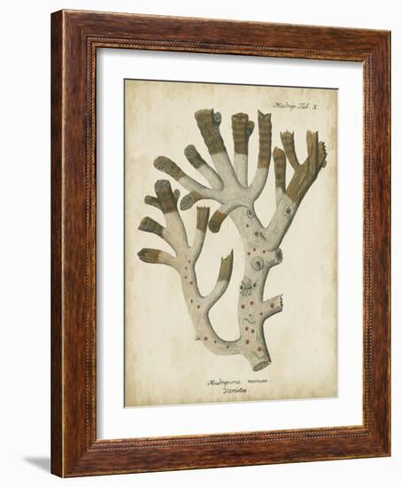 Esper Antique Coral II-Johann Esper-Framed Art Print