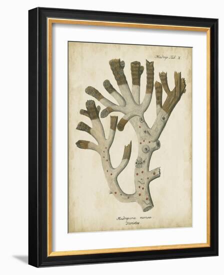 Esper Antique Coral II-Johann Esper-Framed Art Print