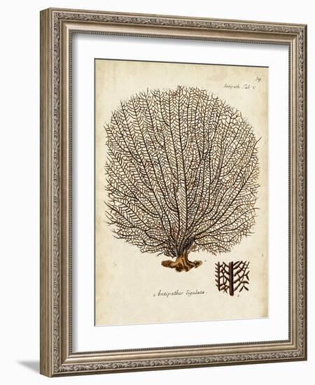 Esper Sea Fans I-Johann Esper-Framed Art Print