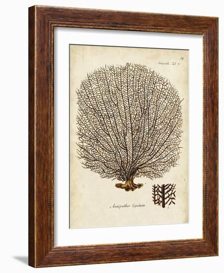 Esper Sea Fans I-Johann Esper-Framed Art Print