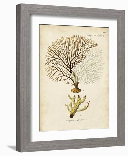 Esper Sea Fans V-Johann Esper-Framed Art Print