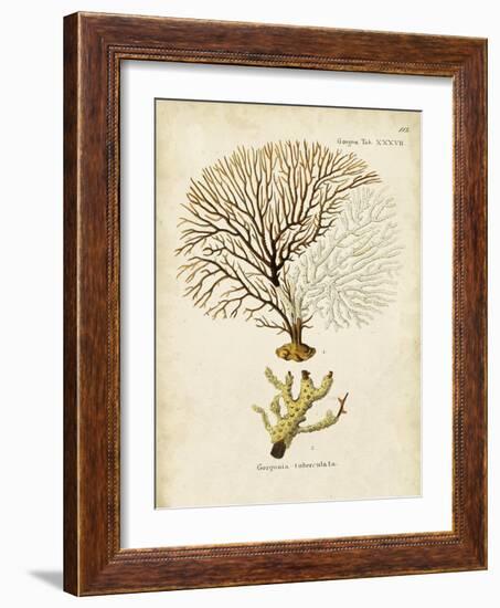 Esper Sea Fans V-Johann Esper-Framed Art Print