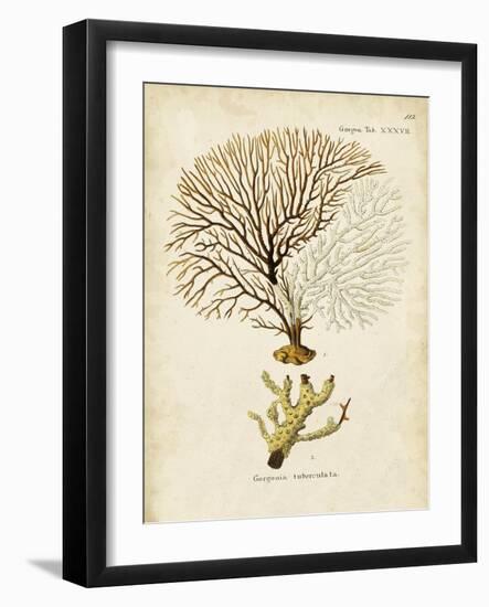 Esper Sea Fans V-Johann Esper-Framed Art Print