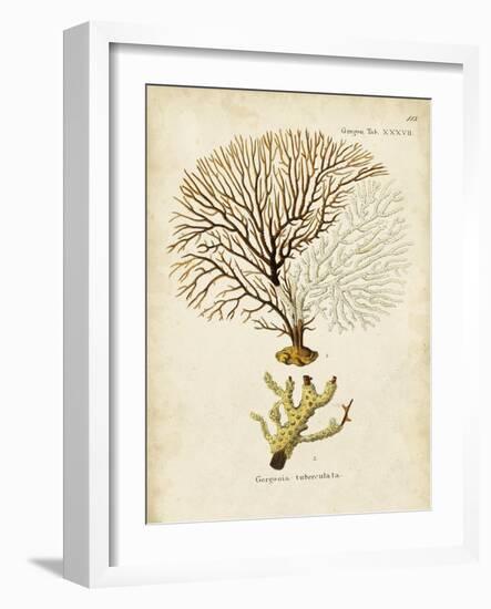 Esper Sea Fans V-Johann Esper-Framed Art Print