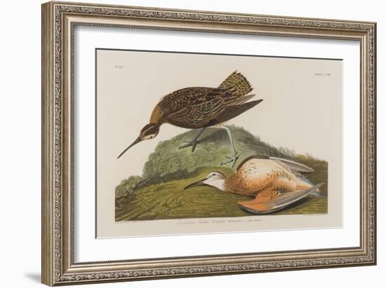 Esquimax Curlew, 1834-John James Audubon-Framed Giclee Print