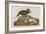 Esquimax Curlew, 1834-John James Audubon-Framed Giclee Print