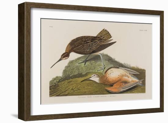 Esquimax Curlew, 1834-John James Audubon-Framed Giclee Print