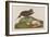 Esquimax Curlew, 1834-John James Audubon-Framed Giclee Print