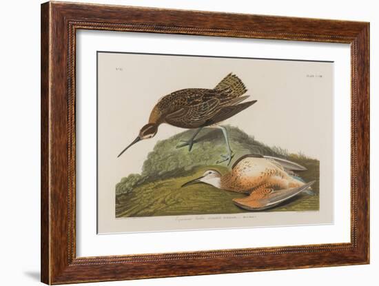 Esquimax Curlew, 1834-John James Audubon-Framed Giclee Print