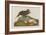 Esquimax Curlew, 1834-John James Audubon-Framed Giclee Print