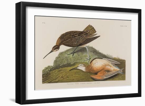 Esquimax Curlew, 1834-John James Audubon-Framed Giclee Print