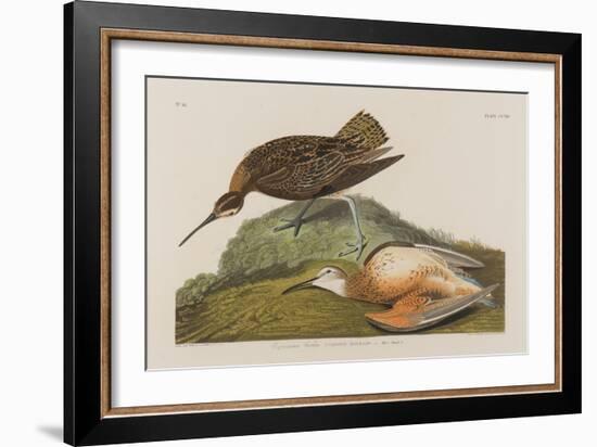 Esquimax Curlew, 1834-John James Audubon-Framed Giclee Print