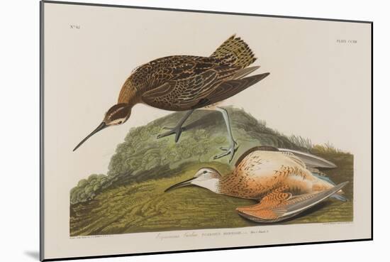 Esquimax Curlew, 1834-John James Audubon-Mounted Giclee Print