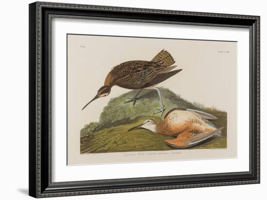 Esquimax Curlew, 1834-John James Audubon-Framed Giclee Print