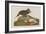 Esquimax Curlew, 1834-John James Audubon-Framed Giclee Print