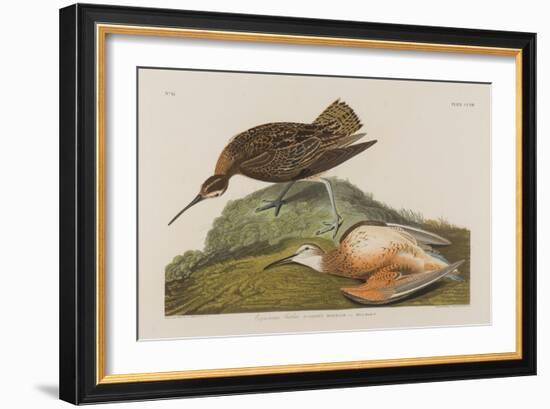 Esquimax Curlew, 1834-John James Audubon-Framed Giclee Print