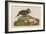 Esquimax Curlew, 1834-John James Audubon-Framed Giclee Print