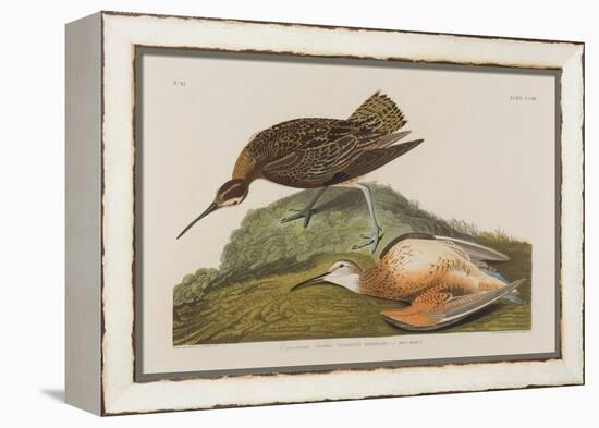 Esquimax Curlew, 1834-John James Audubon-Framed Premier Image Canvas