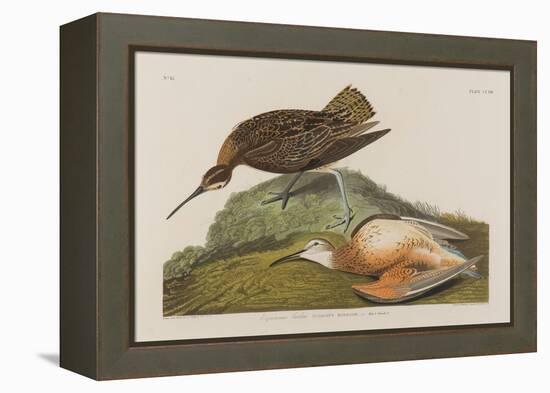 Esquimax Curlew, 1834-John James Audubon-Framed Premier Image Canvas