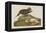 Esquimax Curlew, 1834-John James Audubon-Framed Premier Image Canvas