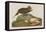 Esquimax Curlew, 1834-John James Audubon-Framed Premier Image Canvas