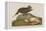 Esquimax Curlew, 1834-John James Audubon-Framed Premier Image Canvas