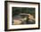 Essequibo River, Iwokrama, Rupununi, Guyana. Longest River in Guyana-Pete Oxford-Framed Photographic Print