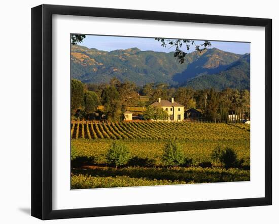 Estate and Vineyard, Napa Valley, California-John Alves-Framed Photographic Print