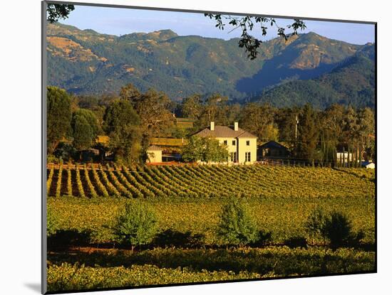 Estate and Vineyard, Napa Valley, California-John Alves-Mounted Photographic Print