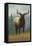 Estes Park, Colorado, Elk Scene-Lantern Press-Framed Stretched Canvas
