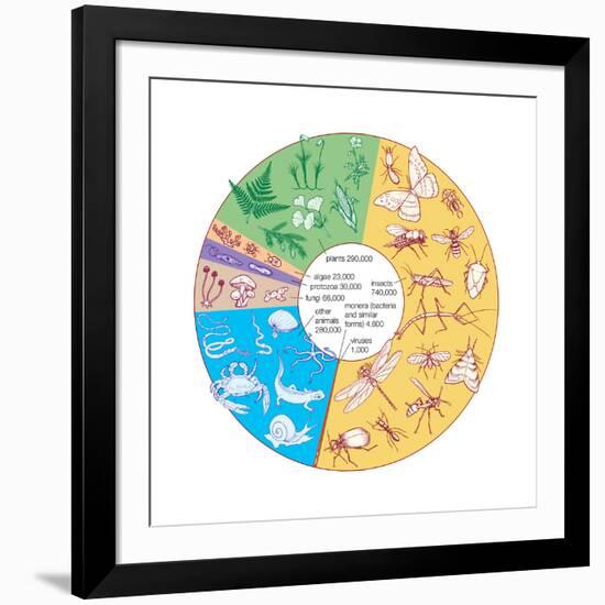 Estimated Number of known Living Species. Biosphere, Earth Sciences-Encyclopaedia Britannica-Framed Art Print