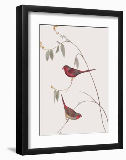 Estrelda Phaeton-John Gould-Framed Giclee Print