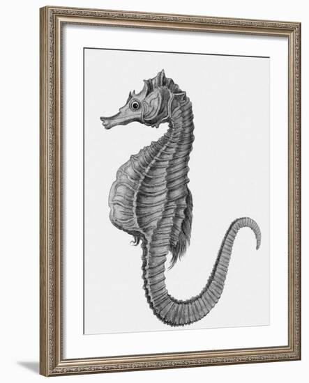 Etching of the Singular Little Species of Pipe Fish Known as the Sea Horse-null-Framed Photographic Print