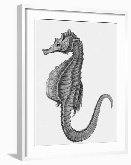 Etching of the Singular Little Species of Pipe Fish Known as the Sea Horse-null-Framed Photographic Print