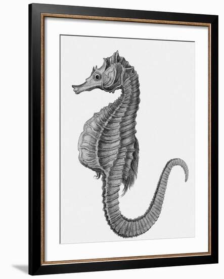 Etching of the Singular Little Species of Pipe Fish Known as the Sea Horse-null-Framed Photographic Print