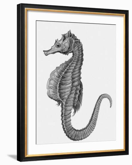 Etching of the Singular Little Species of Pipe Fish Known as the Sea Horse-null-Framed Photographic Print