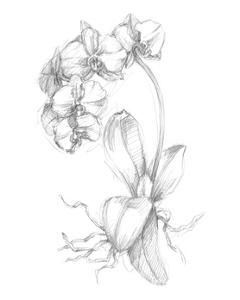 Botanical Sketch V by Ethan Harper