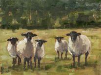 Sheep Family I-Ethan Harper-Premium Giclee Print