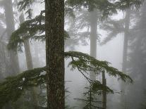 Coniferous Forest in Fog, Mount Baker-Snoqualmie National Forest, Washington.-Ethan Welty-Framed Premier Image Canvas