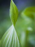 Detail of Corn Lilly-Ethan Welty-Photographic Print