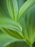 Morning Dew on Red Huckleberry-Ethan Welty-Photographic Print